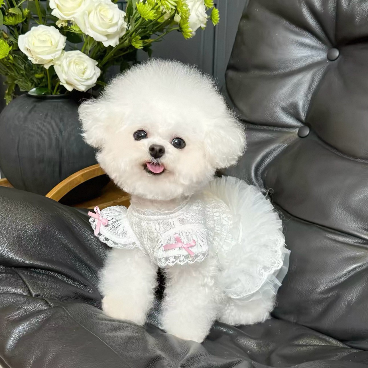 2026 Princess Style Pet Dress  - Lace Teddy Lingerie recension och pris