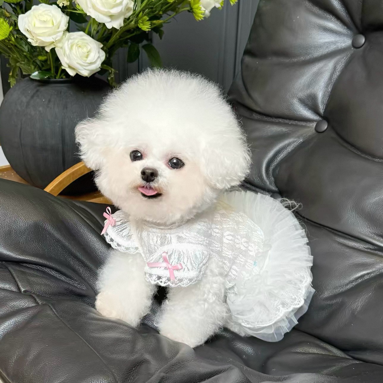 2026 Princess Style Pet Dress  - Lace Teddy Lingerie recension och pris